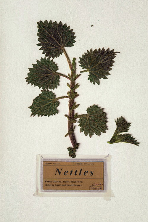 Nettles Poster