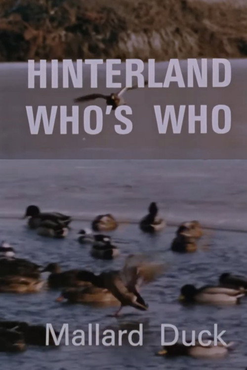 Hinterland Who's Who: Mallard Duck Poster