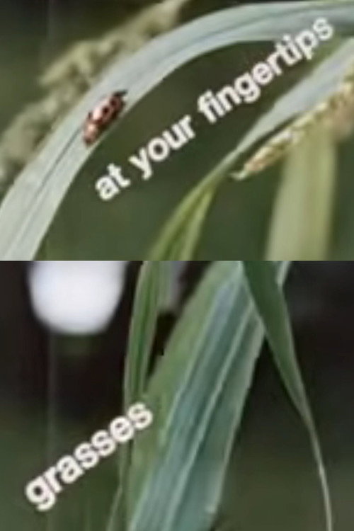 At Your Fingertips: Grasses Poster