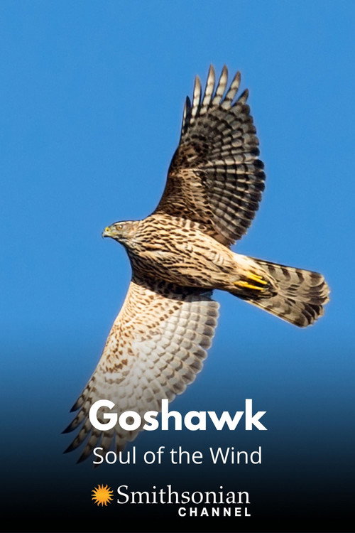Goshawk - Soul of the Wind Poster