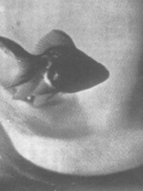 Conversation Between Nail and Socks Poster