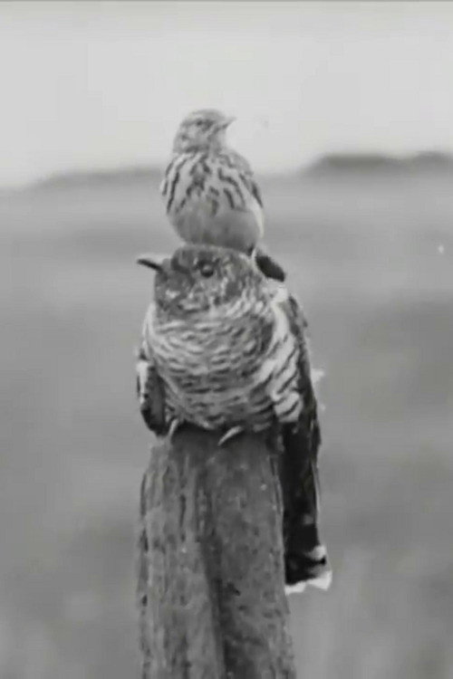 The Cuckoo's Secret Poster
