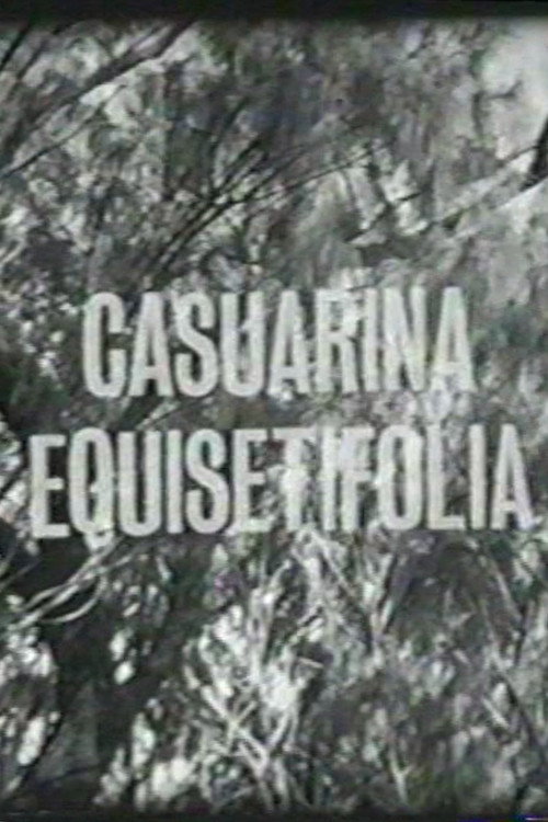 Casuarina Equisetifolia Poster