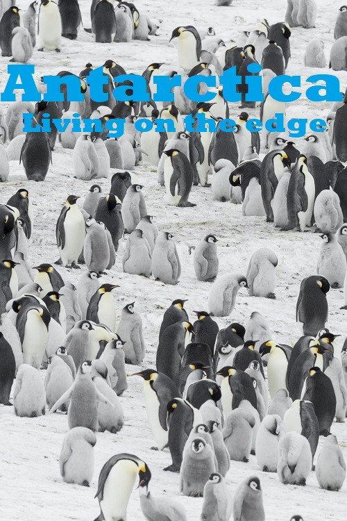 Antarctica - Living on the edge Poster
