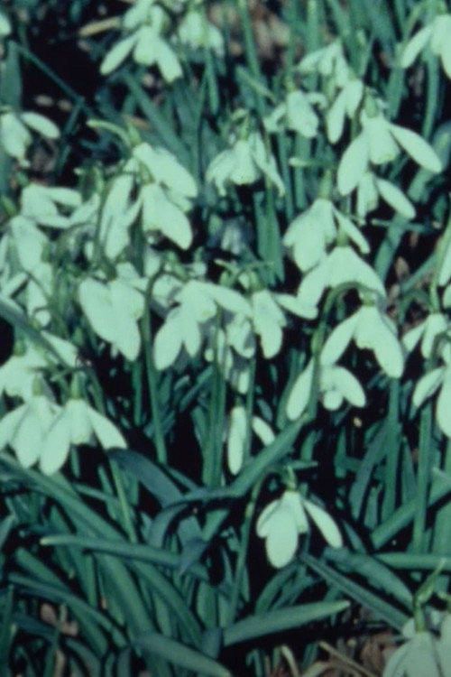 SPRING FLOWERS IN A SCOTTISH WOOD Poster