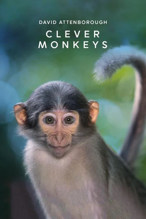 Clever Monkeys Poster
