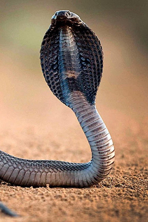 One Million Snake Bites Poster