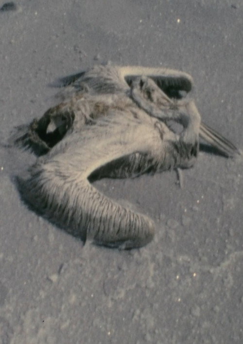 Utah Sequences Poster