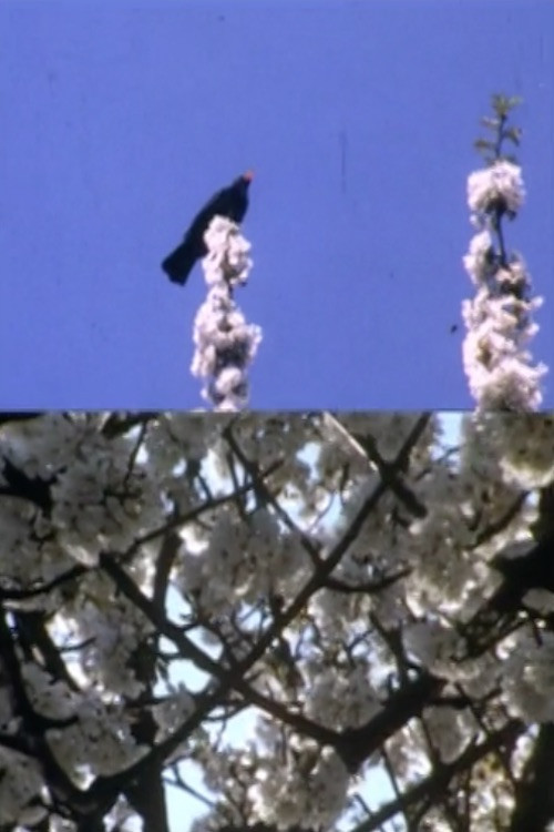 Mourning Garden Blackbird Poster