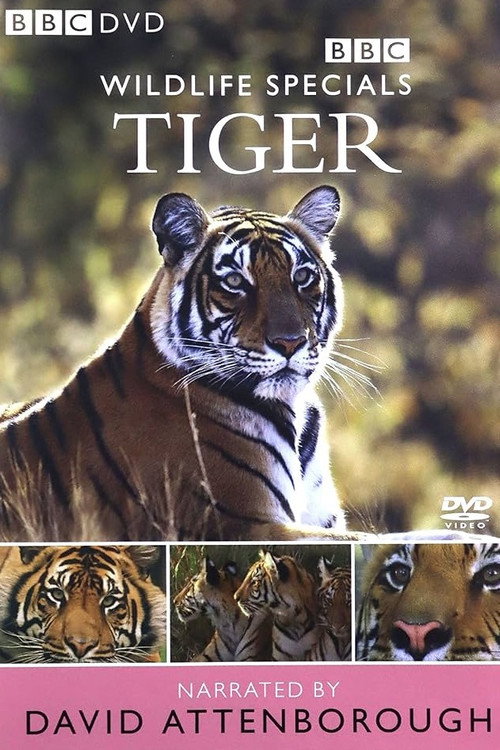 Tiger: The Elusive Princess Poster