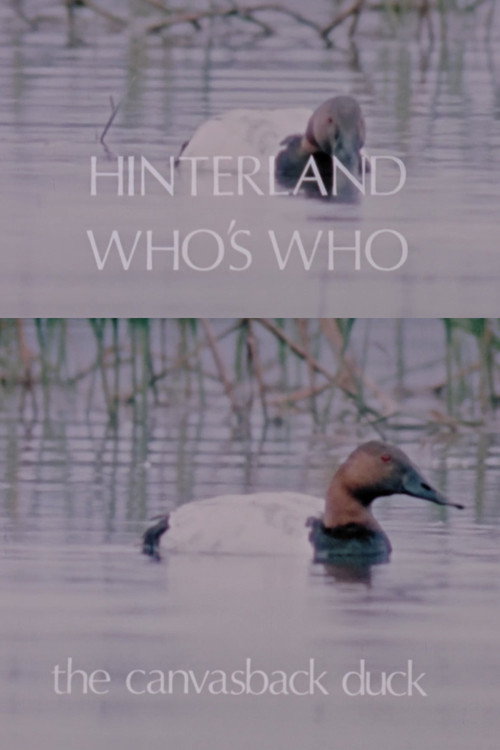 Hinterland Who's Who: The Canvasback Duck Poster