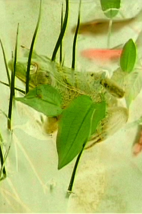 Imaginary pond with real frogs Poster