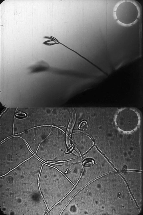 Predacious fungi Poster