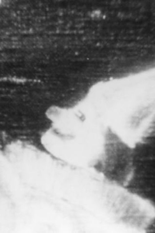 屋根の上のピエロ Poster