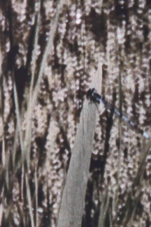 Rhapsody in Green Poster