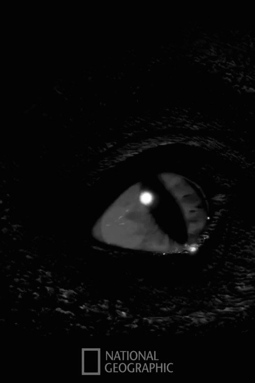 Prehistoric Monsters Revealed Poster