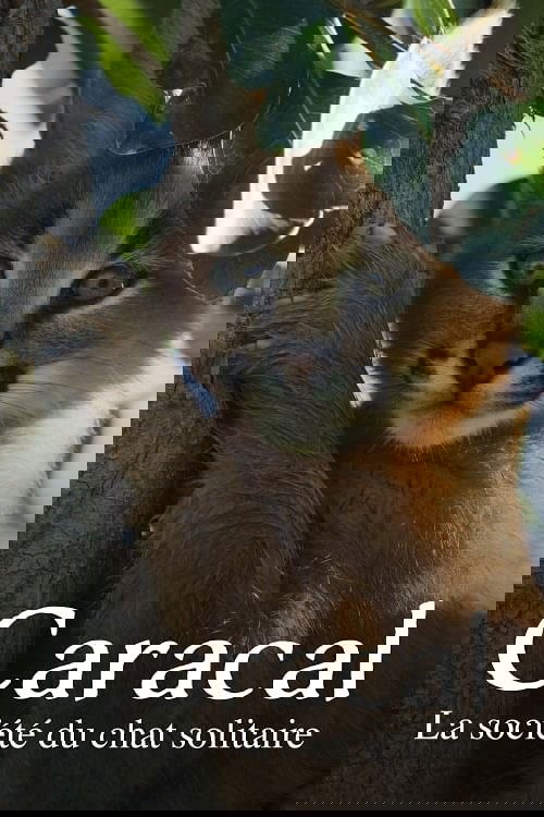 Caracal: The Lone Cat Society Poster