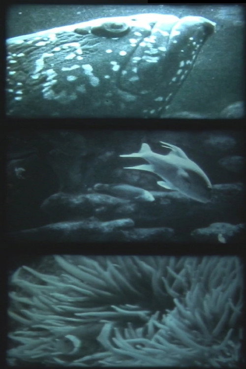 nur fische Poster