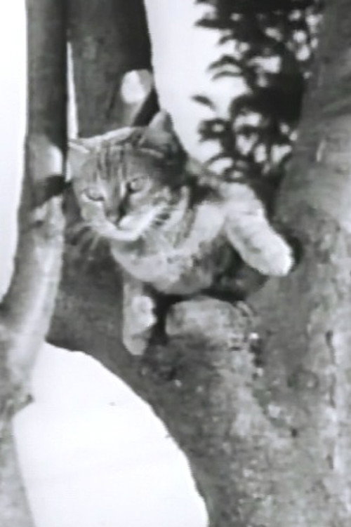 Wing, Claw and Fang! Poster