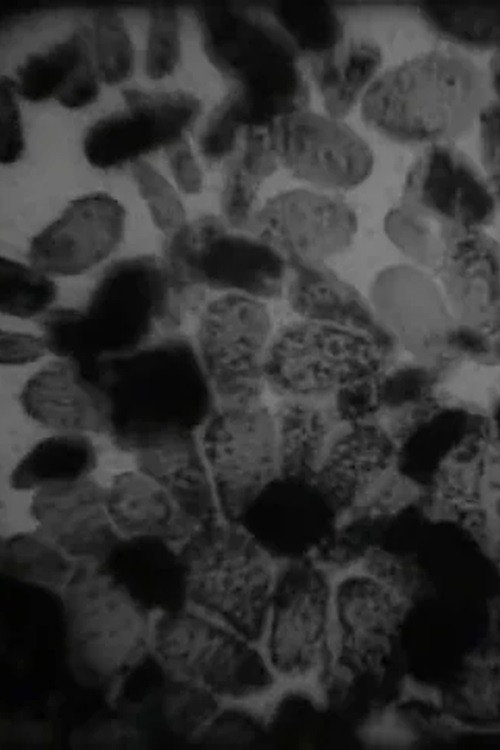 I parassiti della rana Poster