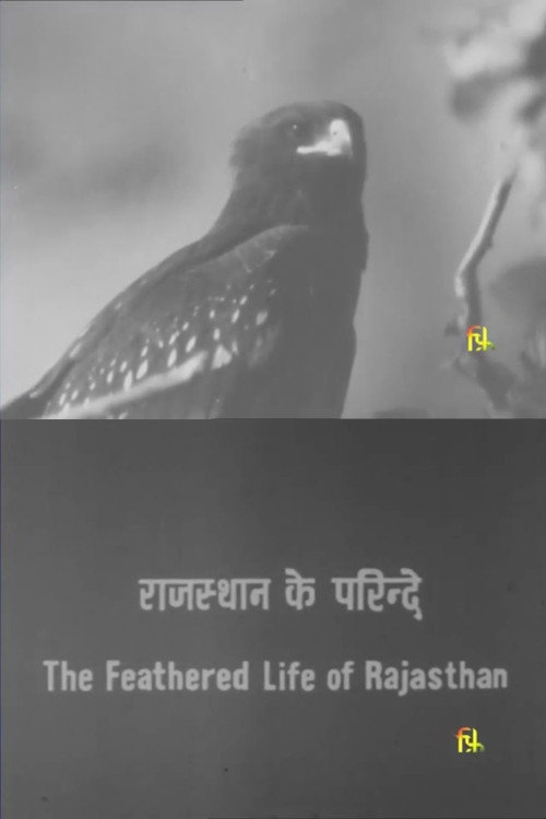 The Feathered Life of Rajasthan Poster