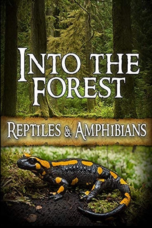 Into the Forest: Reptiles & Amphibians Poster