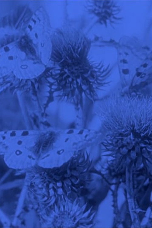 The Life of the Butterfly Poster