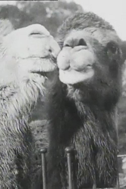 Our Advice This Festive Season Poster