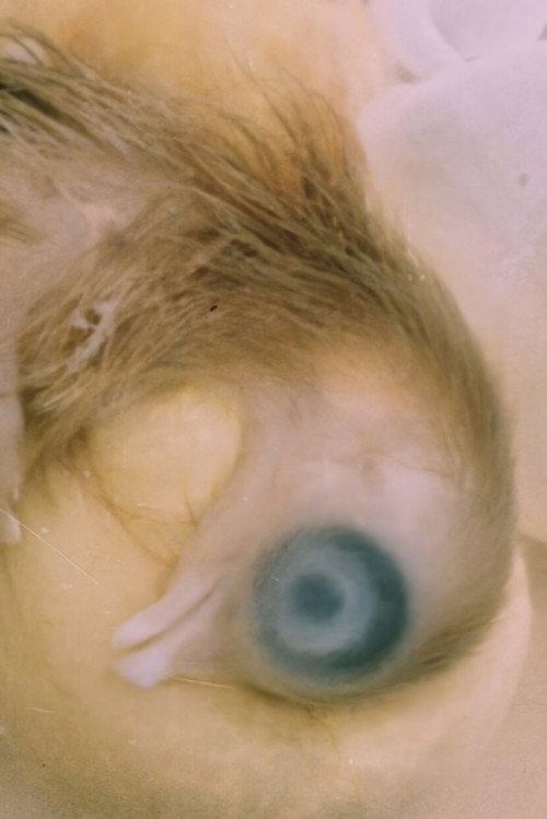 Development of the Bird Embryo Poster