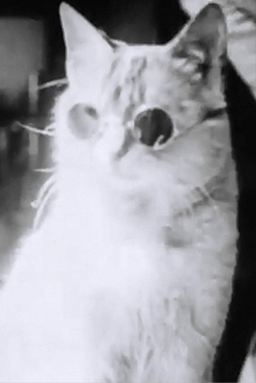 Pussy's Glasses Poster