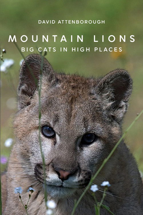Mountain Lions: Big Cats in High Places Poster