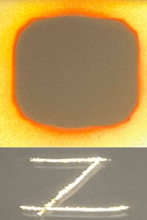 Rose of the Night Poster