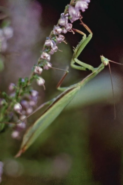 Praying Mantis Poster
