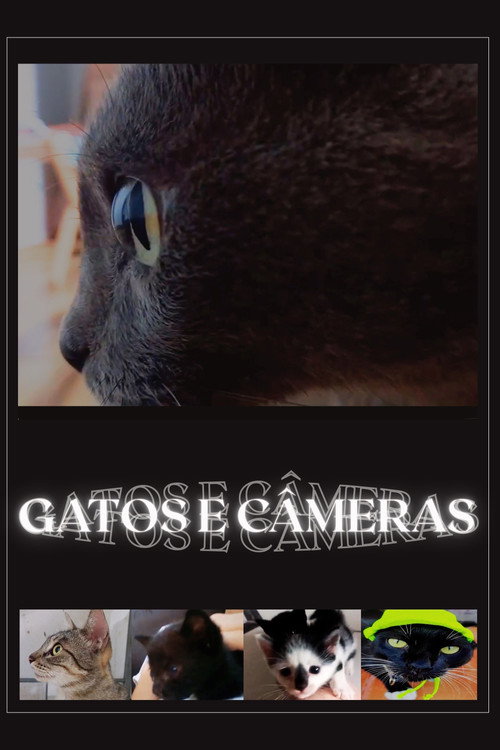 Cats and Cameras Poster