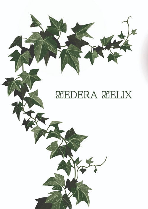 Hedera Helix Poster