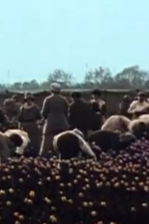 Dutch Tulips and Clogs Poster