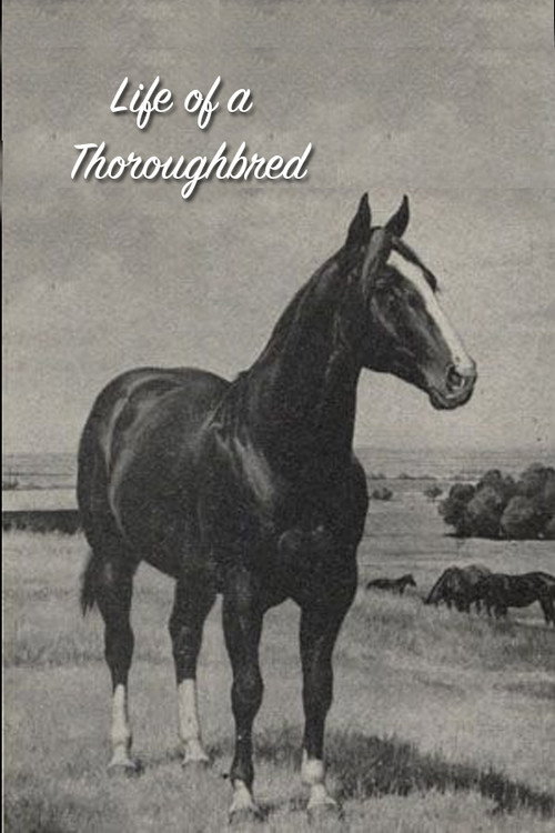 Life of a Thoroughbred Poster