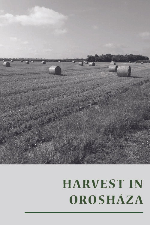 Harvest in Orosháza Poster