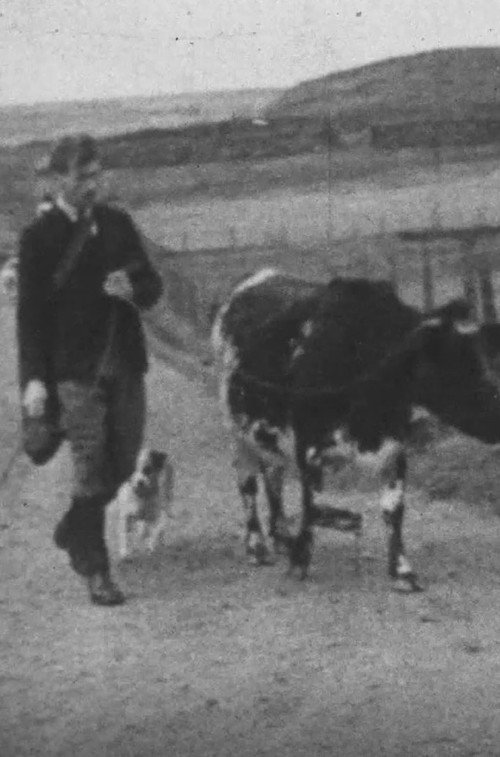 A Cattle Sale Poster