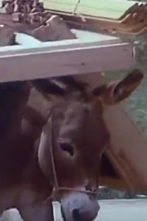 Of People & Donkeys Poster