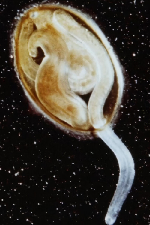 Life of Leech Poster