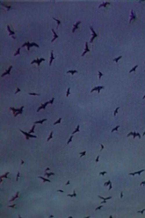 Встреча на острове Poster