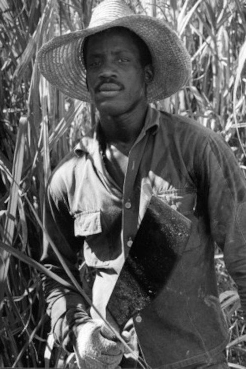 Susan After the Sugar Harvest Poster