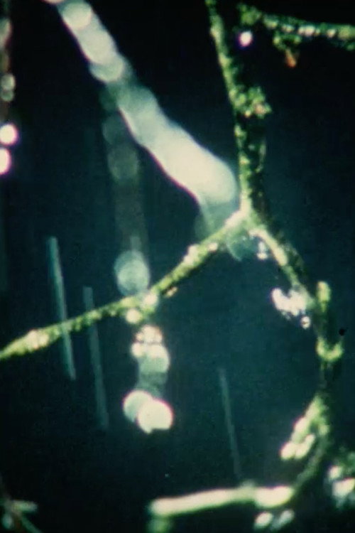 Trois études Poster