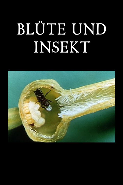 Blossom and Insect Poster