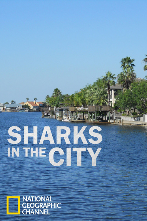 Sharks in the City: Bull Sharks in the Backyard Poster