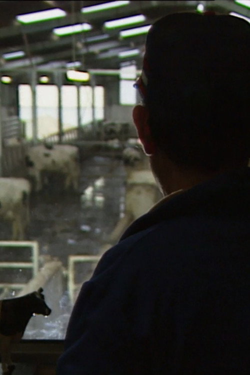 Des taureaux et des vaches Poster