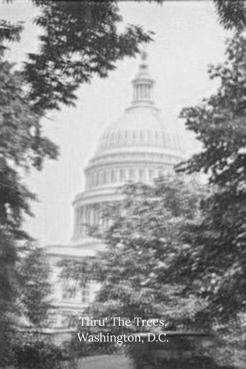 Thru' The Trees, Washington, D.C. Poster