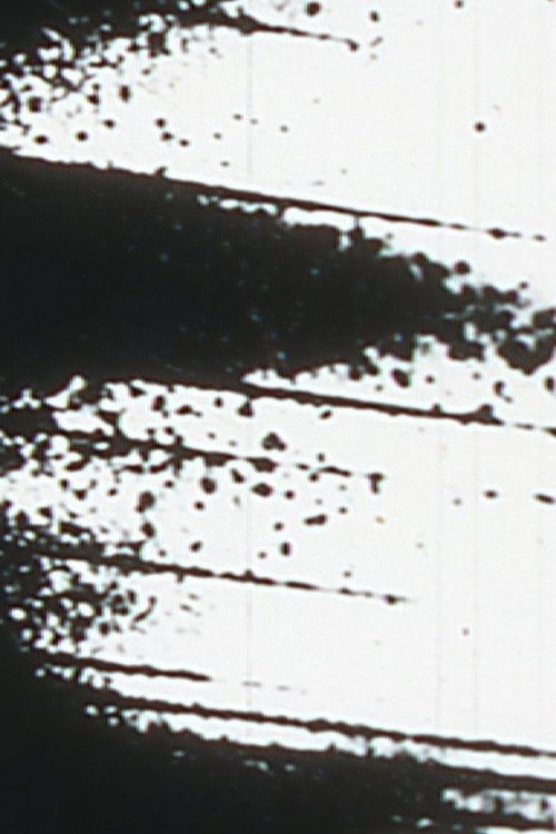 Starlings Poster