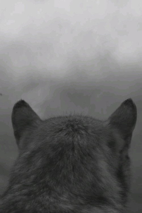 From the Mountain Poster